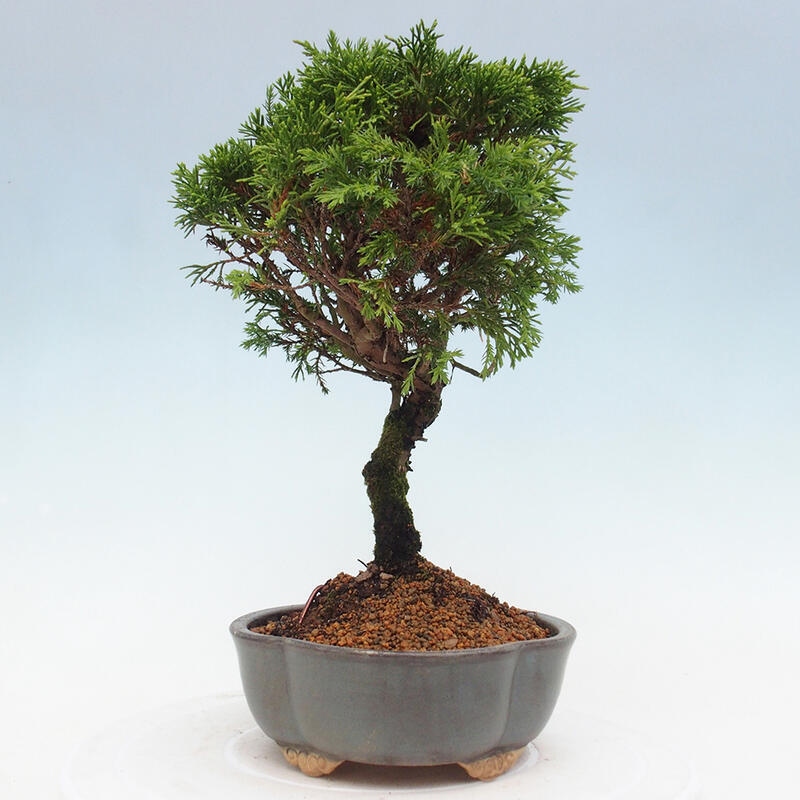 Bonsai voor buiten - Juniperus chinensis Itoigawa