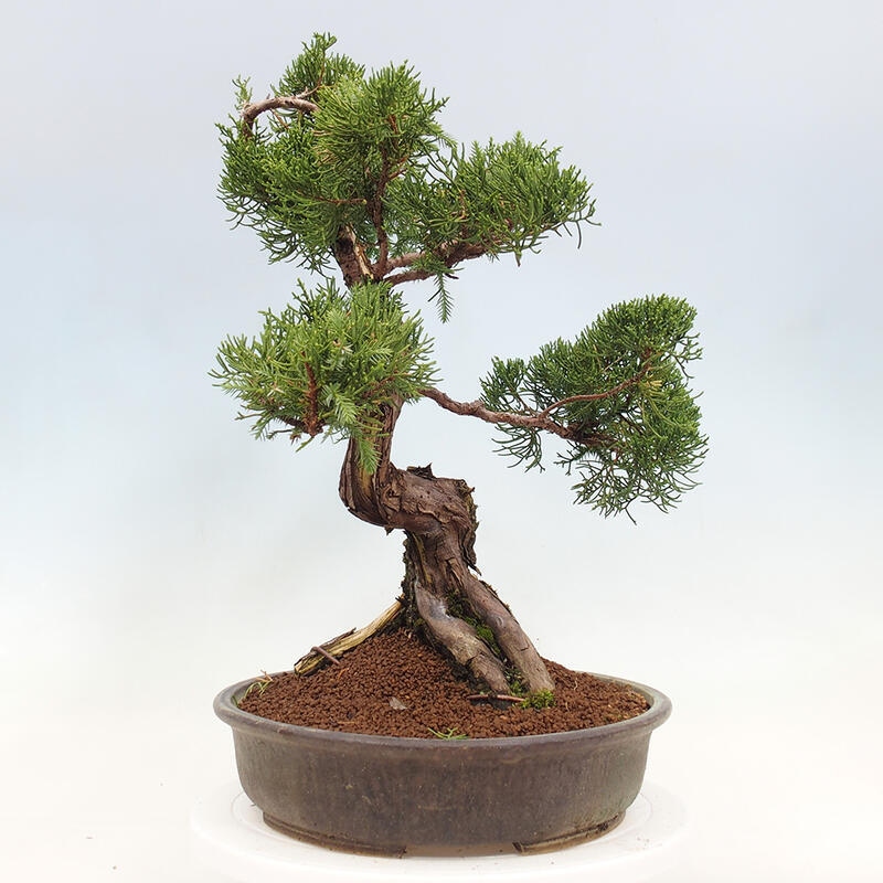 Bonsai voor buiten - Juniperus chinensis Itoigawa-Juniperus chinensis