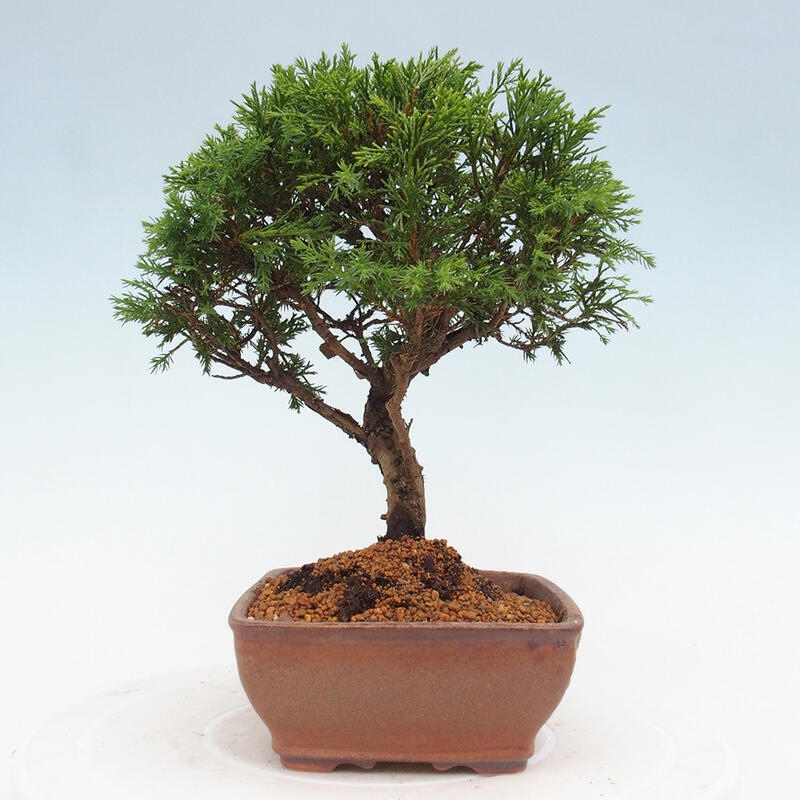 Bonsai voor buiten - Juniperus chinensis Itoigawa