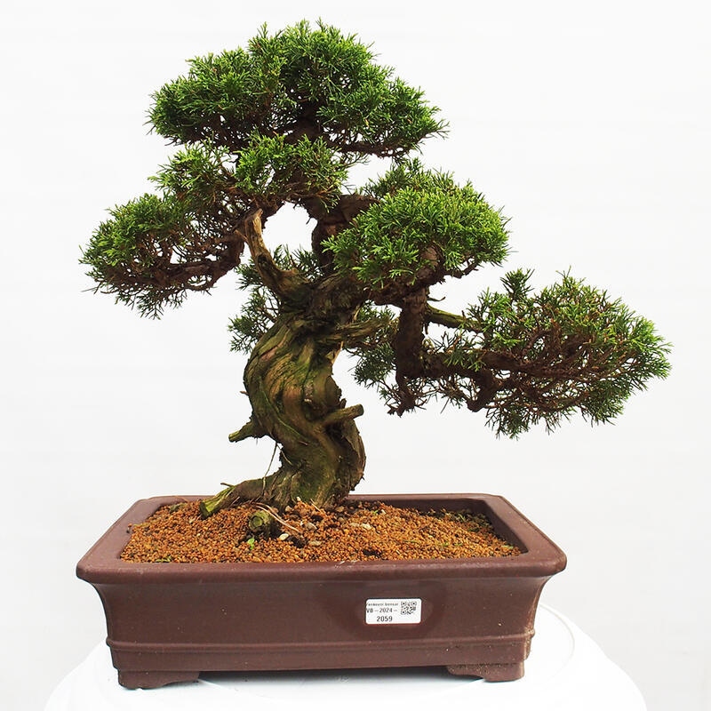 Bonsai voor buiten - Juniperus chinensis Itoigawa