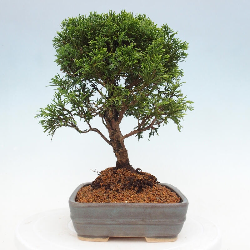 Bonsai voor buiten - Juniperus chinensis Itoigawa