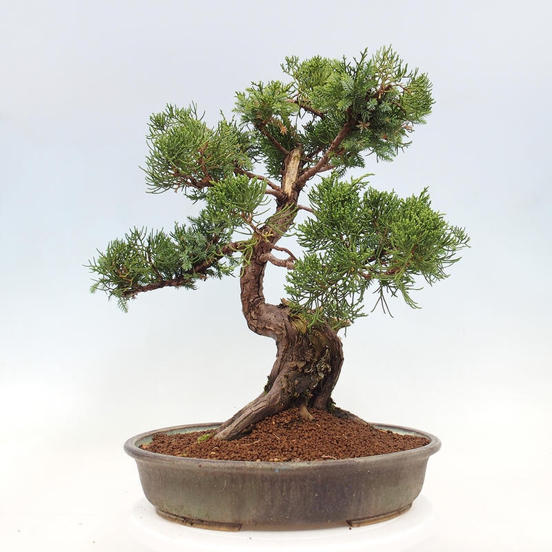 Bonsai voor buiten - Juniperus chinensis Itoigawa-Juniperus chinensis