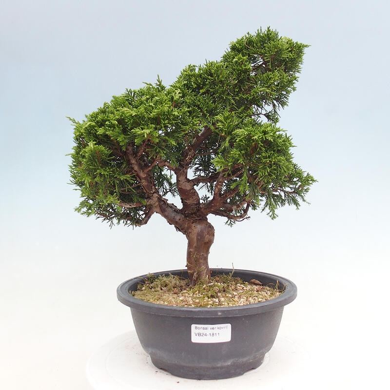 Bonsai voor buiten - Juniperus chinensis Itoigawa