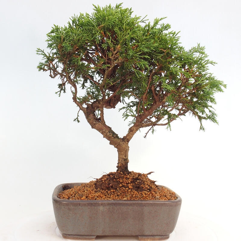 Bonsai voor buiten - Juniperus chinensis Itoigawa