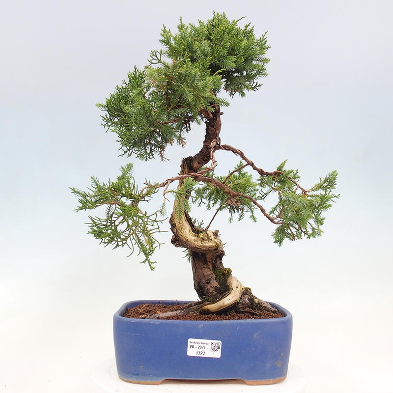 Bonsai voor buiten - Juniperus chinensis Itoigawa-Juniperus chinensis