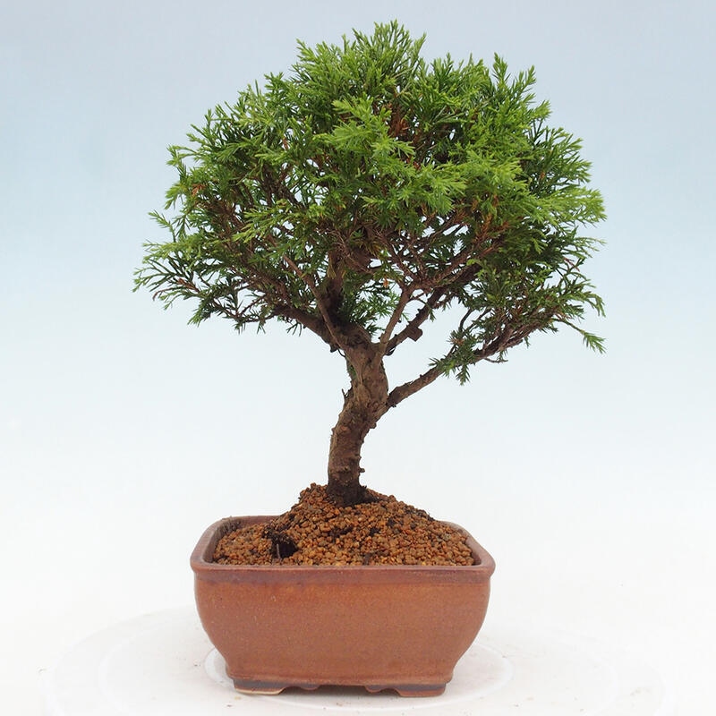 Bonsai voor buiten - Juniperus chinensis Itoigawa