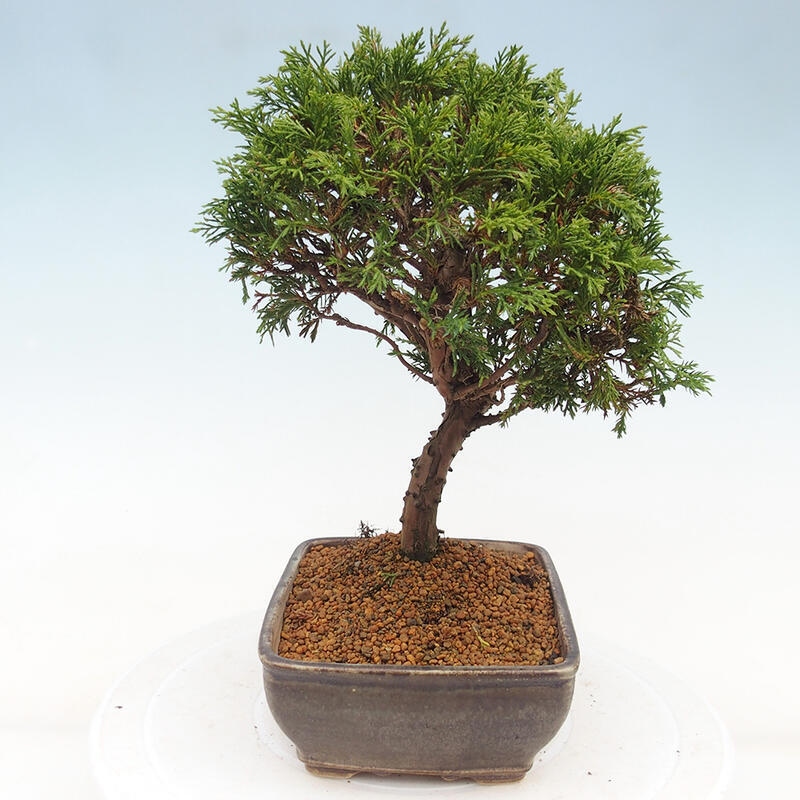 Bonsai voor buiten - Juniperus chinensis Itoigawa