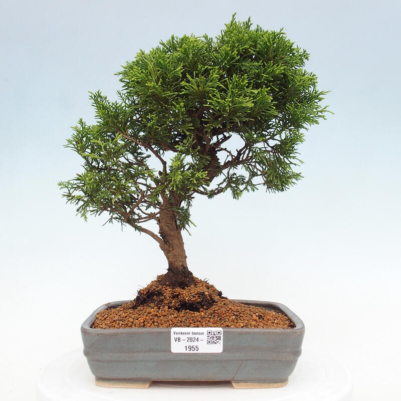 Bonsai voor buiten - Juniperus chinensis Itoigawa