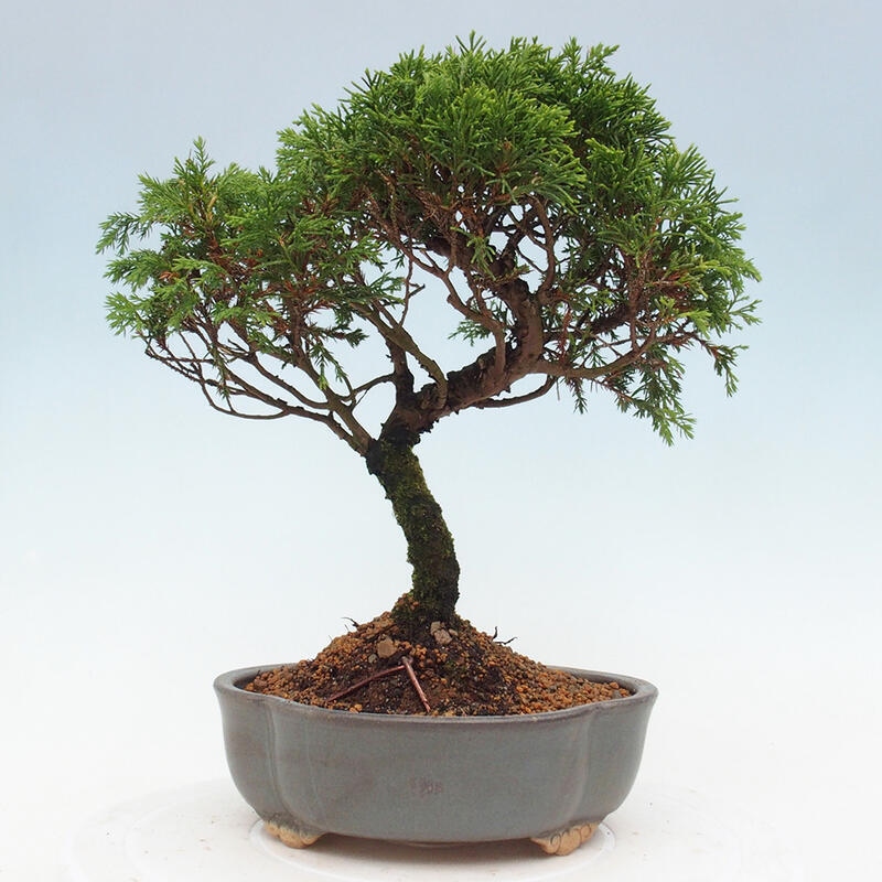 Bonsai voor buiten - Juniperus chinensis Itoigawa