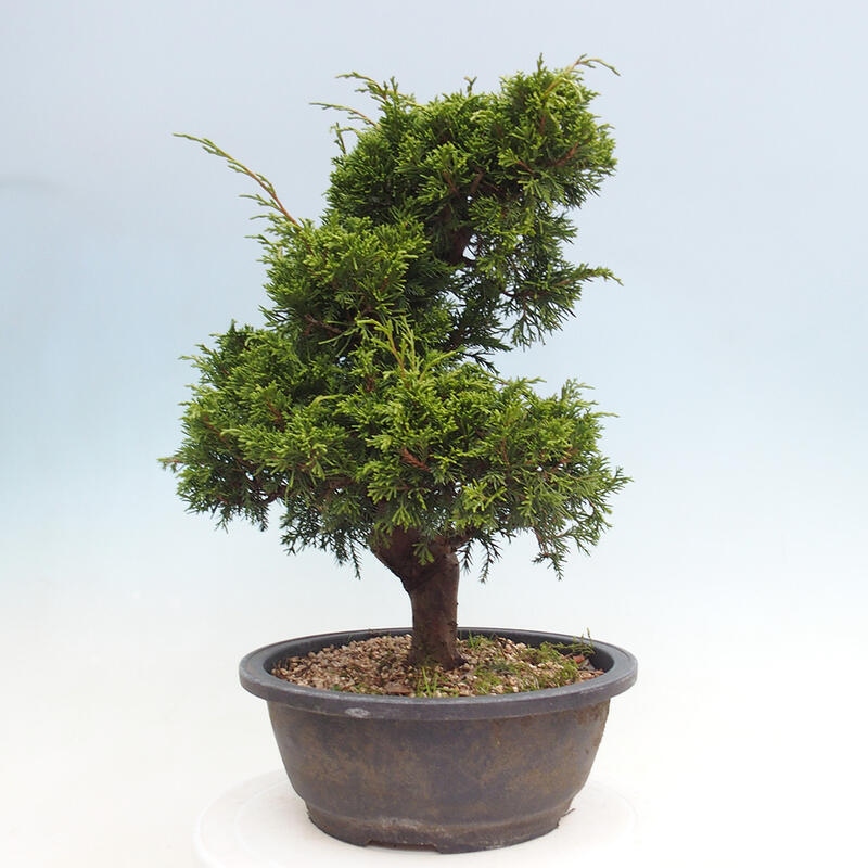 Bonsai voor buiten - Juniperus chinensis Itoigawa