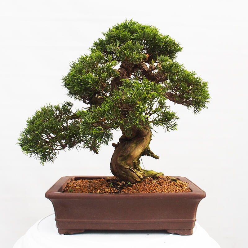 Bonsai voor buiten - Juniperus chinensis Itoigawa