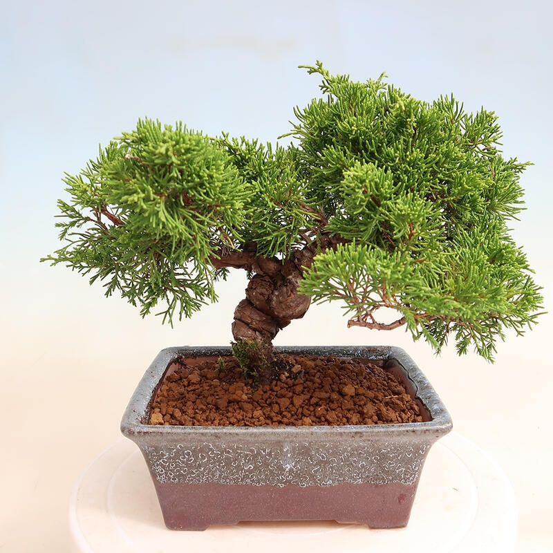Bonsai voor buiten - Juniperus chinensis Itoigawa