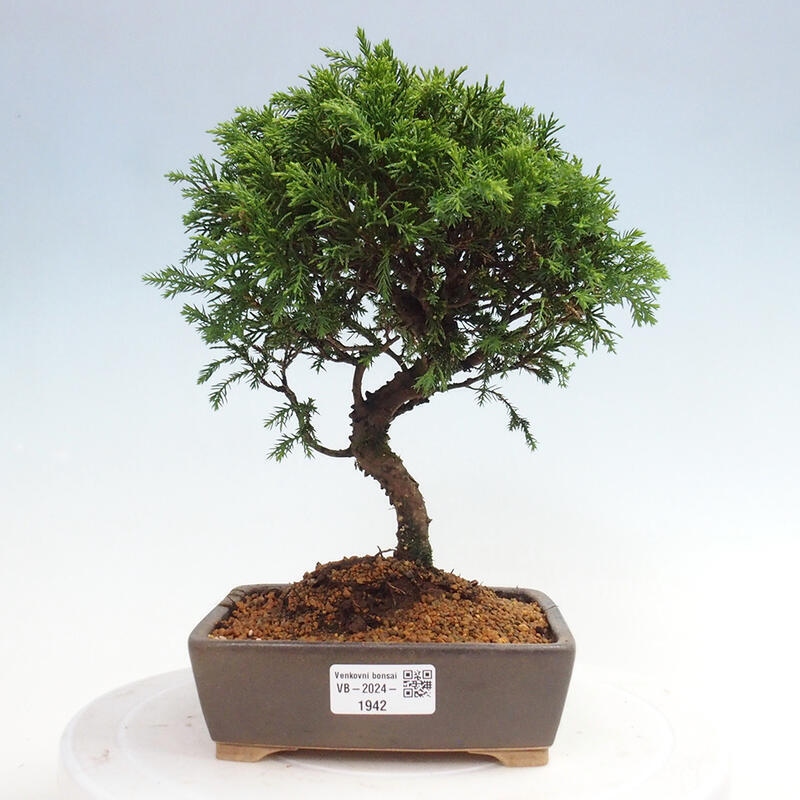 Bonsai voor buiten - Juniperus chinensis Itoigawa