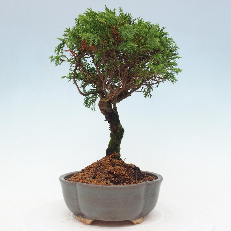 Bonsai voor buiten - Juniperus chinensis Itoigawa