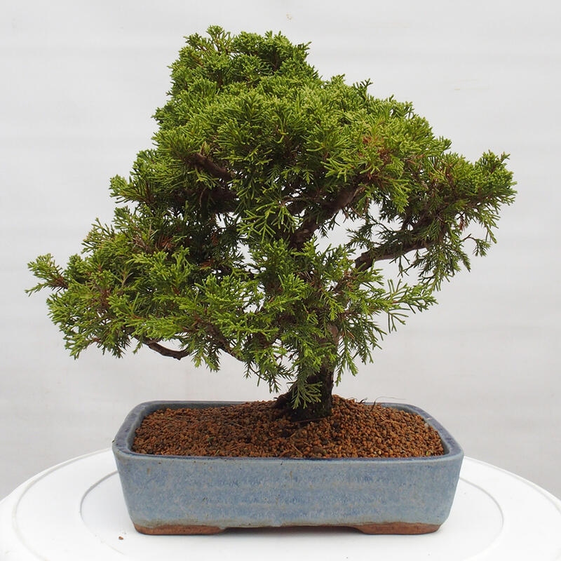 Bonsai voor buiten - Juniperus chinensis Itoigawa