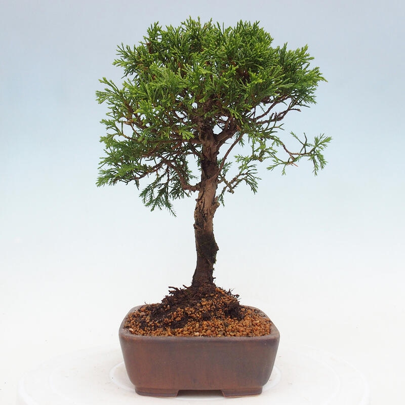 Bonsai voor buiten - Juniperus chinensis Itoigawa