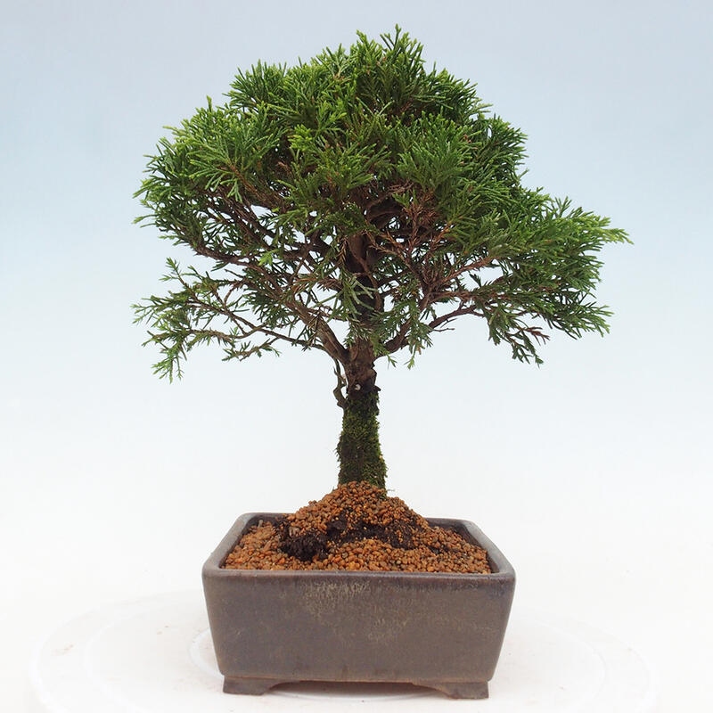 Bonsai voor buiten - Juniperus chinensis Itoigawa