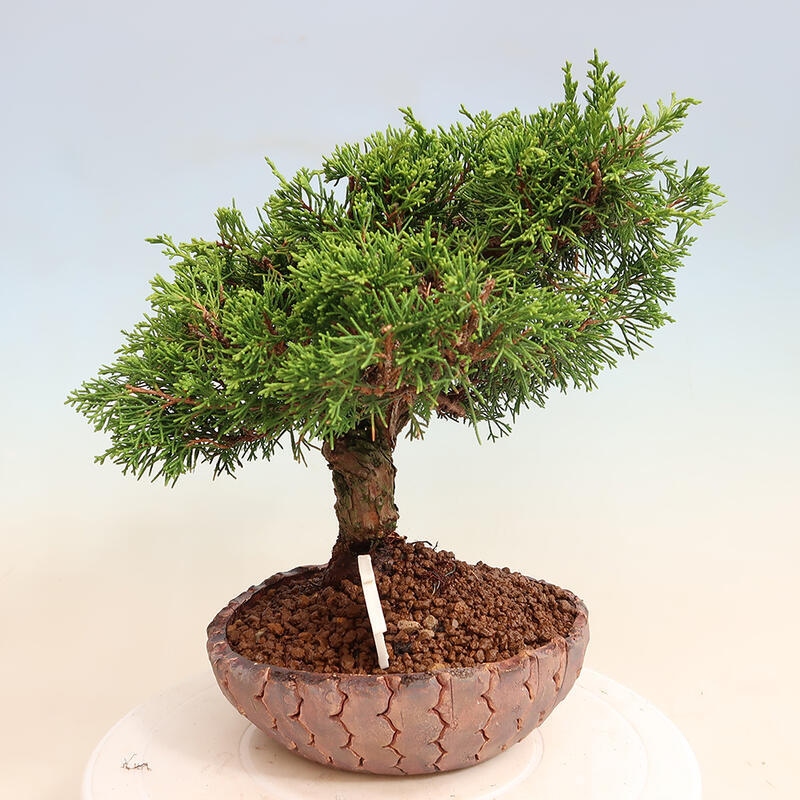Bonsai voor buiten - Juniperus chinensis Itoigawa