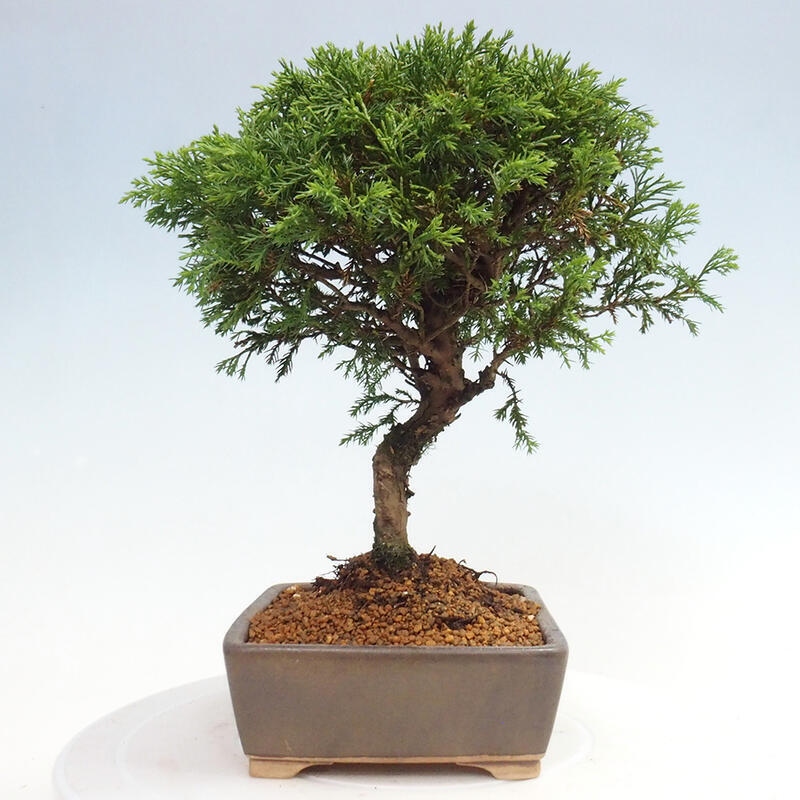Bonsai voor buiten - Juniperus chinensis Itoigawa