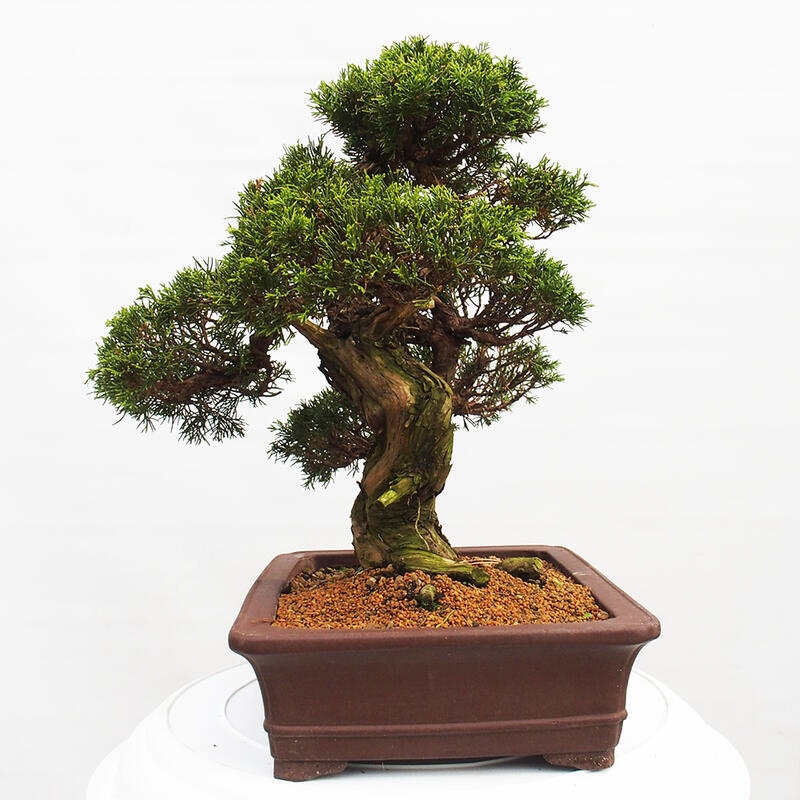 Bonsai voor buiten - Juniperus chinensis Itoigawa