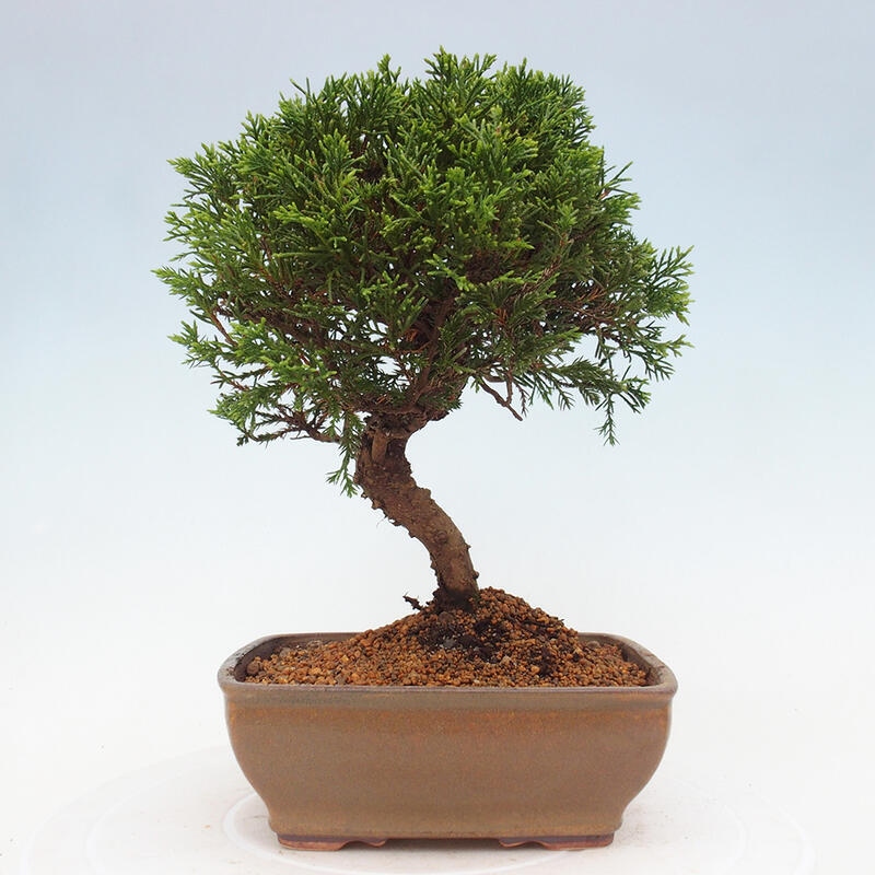 Bonsai voor buiten - Juniperus chinensis Itoigawa