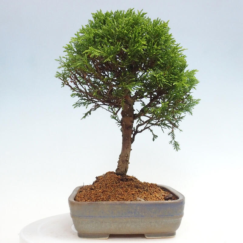 Bonsai voor buiten - Juniperus chinensis Itoigawa