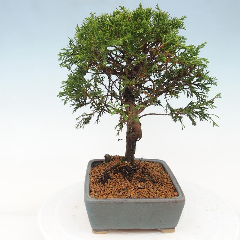 Bonsai voor buiten - Juniperus chinensis Itoigawa
