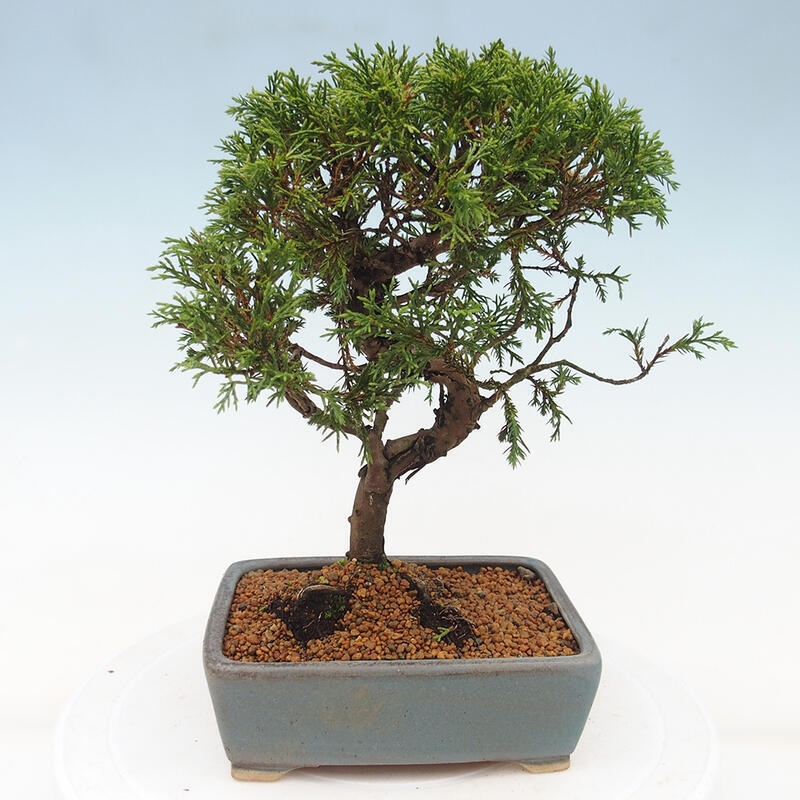 Bonsai voor buiten - Juniperus chinensis Itoigawa