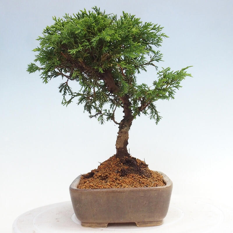 Bonsai voor buiten - Juniperus chinensis Itoigawa