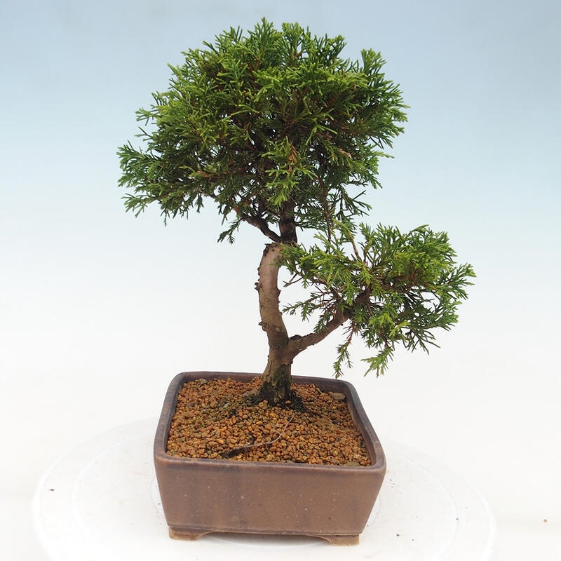 Bonsai voor buiten - Juniperus chinensis Itoigawa