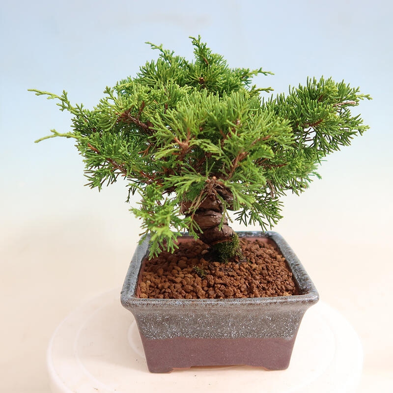 Bonsai voor buiten - Juniperus chinensis Itoigawa