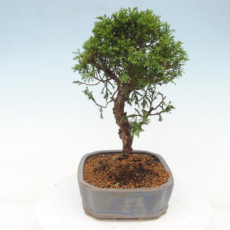 Bonsai voor buiten - Juniperus chinensis Itoigawa