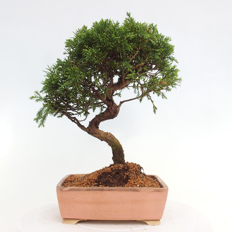 Bonsai voor buiten - Juniperus chinensis Itoigawa