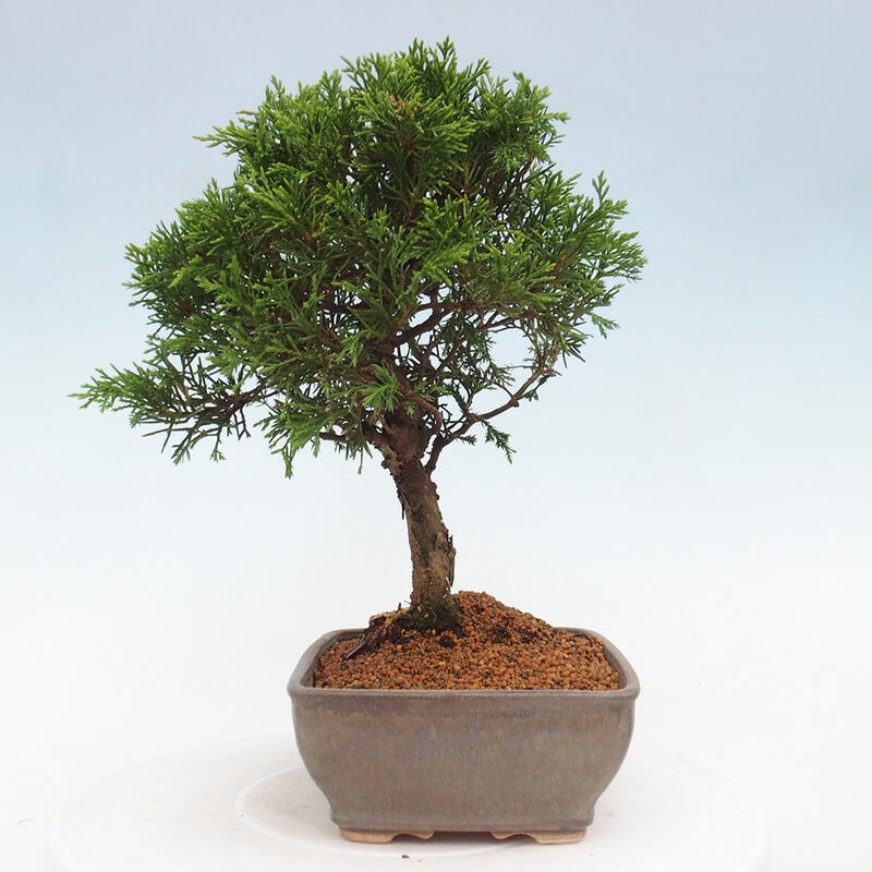 Bonsai voor buiten - Juniperus chinensis Itoigawa
