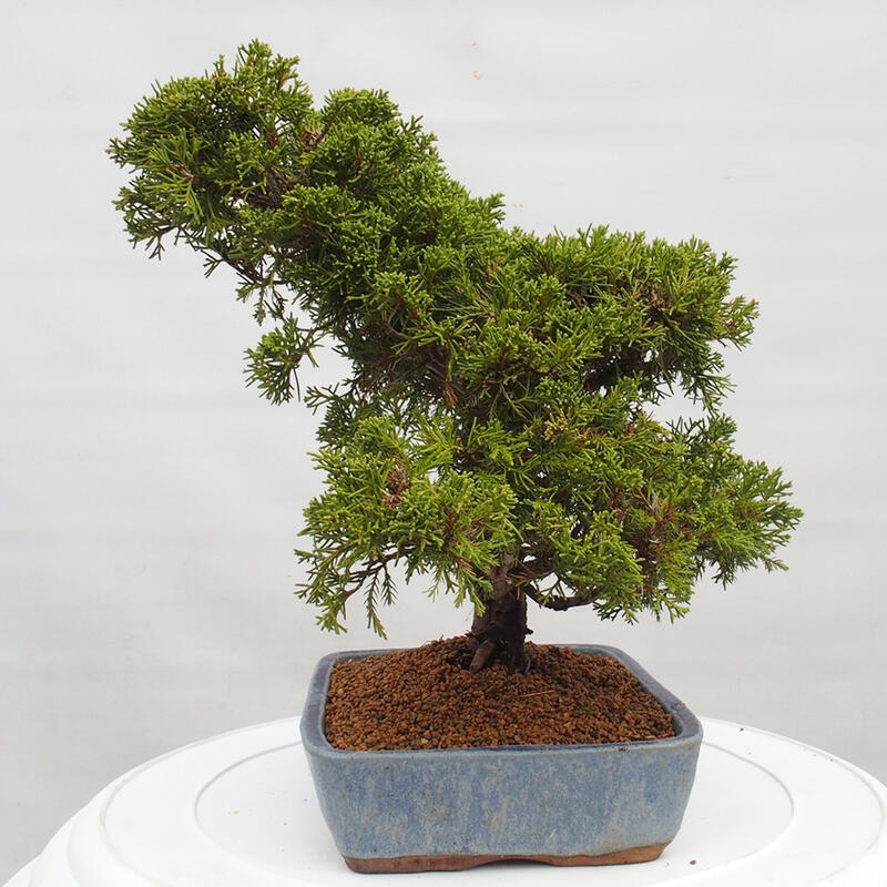Bonsai voor buiten - Juniperus chinensis Itoigawa