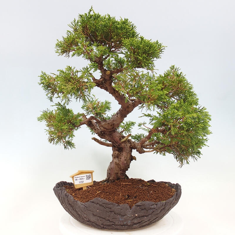 Bonsai voor buiten - Juniperus chinensis Kishu