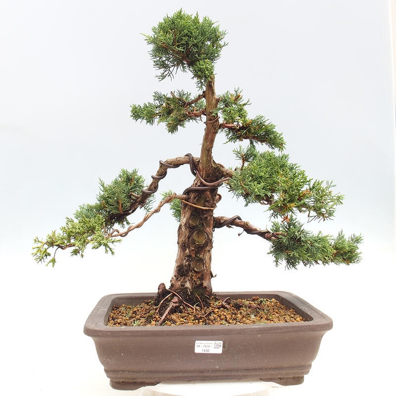 Bonsai voor buiten - Juniperus chinensis Kishu
