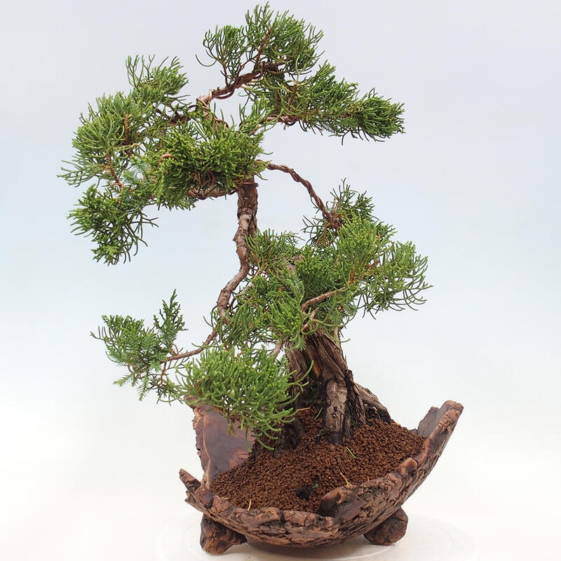 Bonsai voor buiten - Juniperus chinensis Kishu