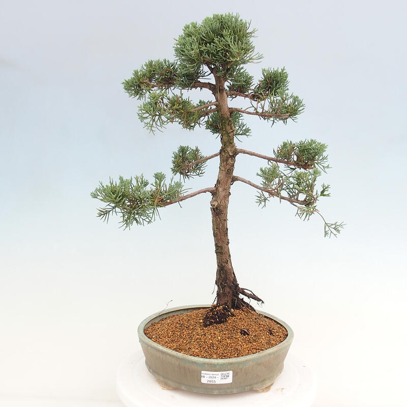 Bonsai voor buiten - Juniperus chinensis Kishu