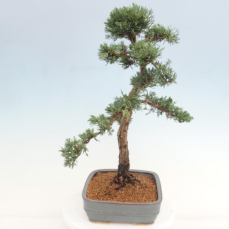 Bonsai voor buiten - Juniperus chinensis Kishu