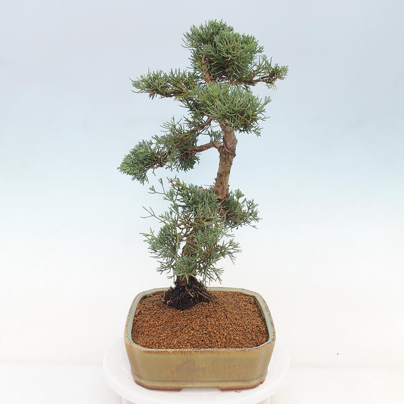 Bonsai voor buiten - Juniperus chinensis Kishu