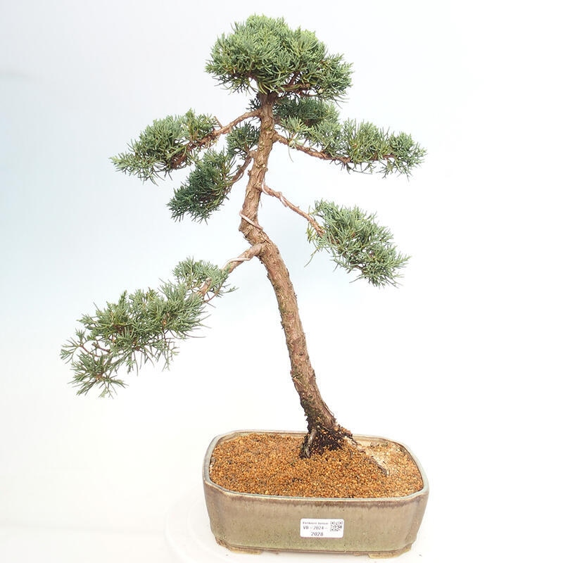 Bonsai voor buiten - Juniperus chinensis Kishu