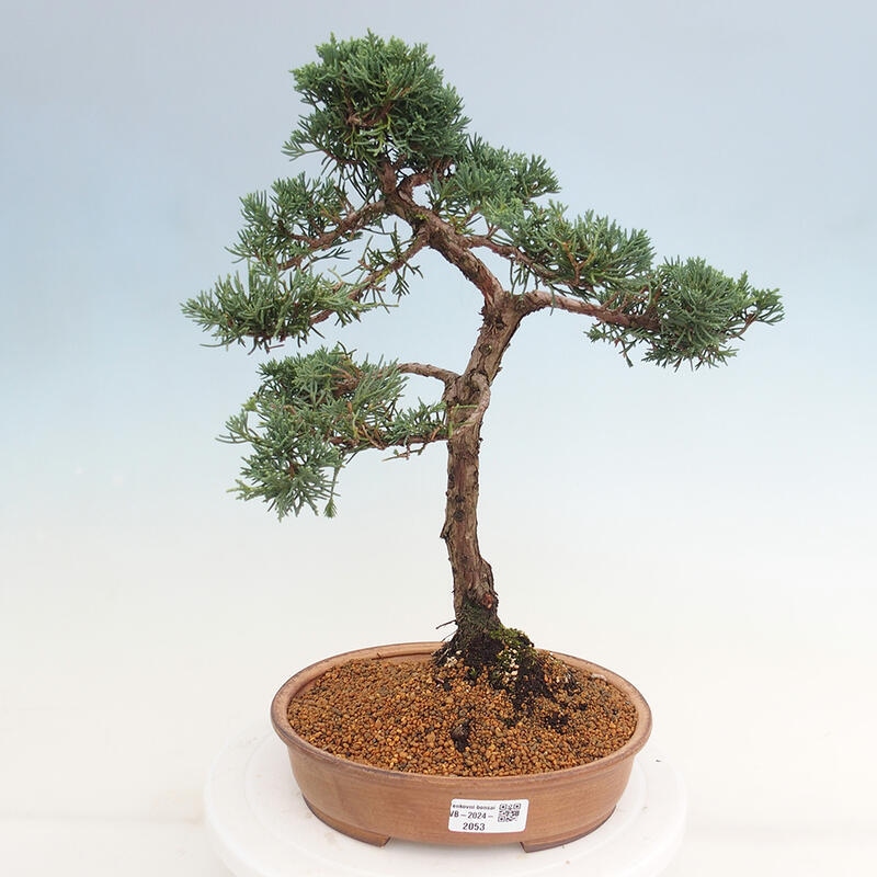 Bonsai voor buiten - Juniperus chinensis Kishu