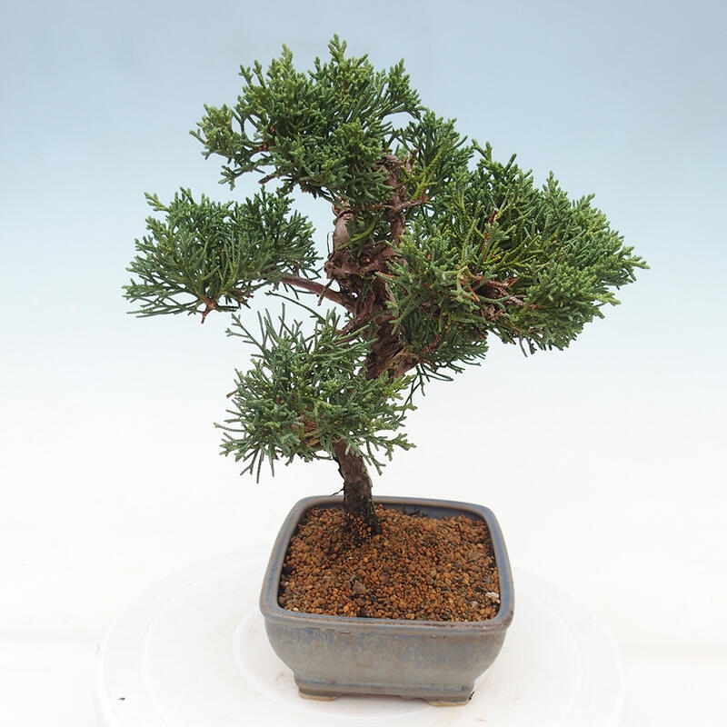 Bonsai voor buiten - Juniperus chinensis Kishu
