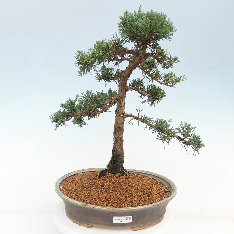 Bonsai voor buiten - Juniperus chinensis Kishu