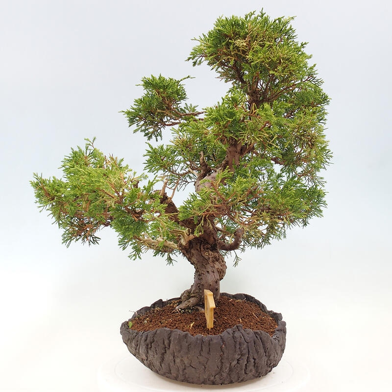 Bonsai voor buiten - Juniperus chinensis Kishu