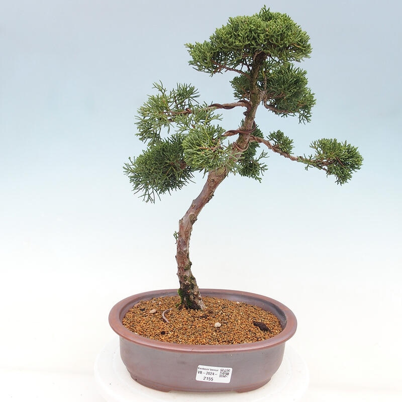 Bonsai voor buiten - Juniperus chinensis Kishu
