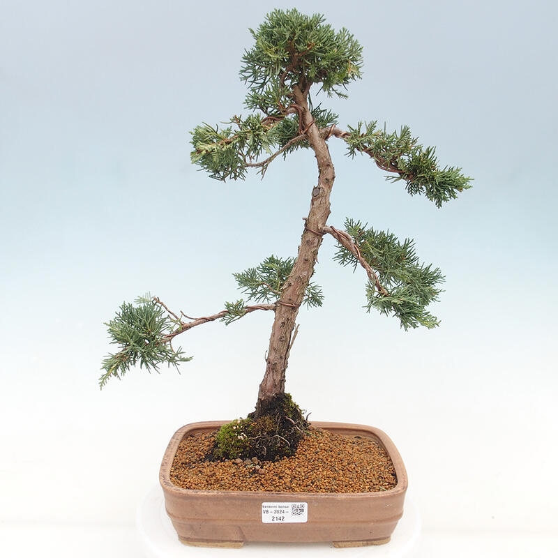 Bonsai voor buiten - Juniperus chinensis Kishu