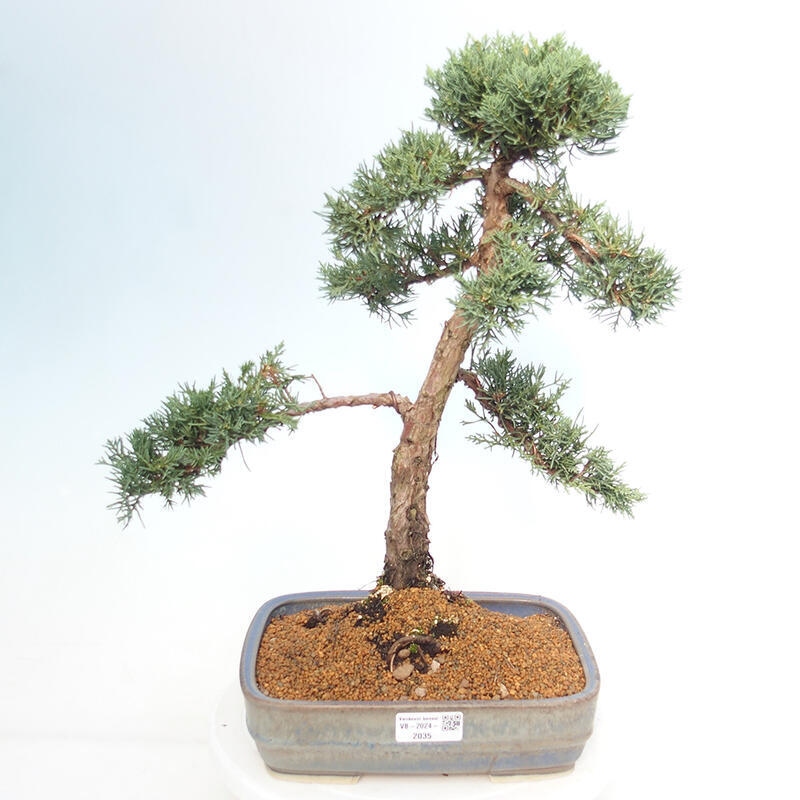 Bonsai voor buiten - Juniperus chinensis Kishu