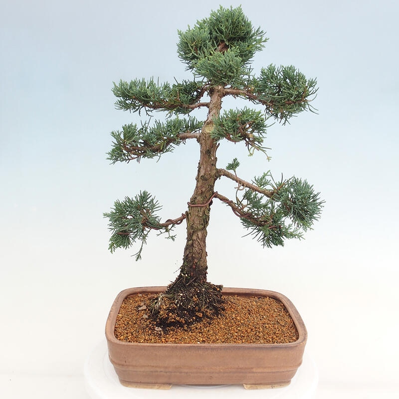 Bonsai voor buiten - Juniperus chinensis Kishu